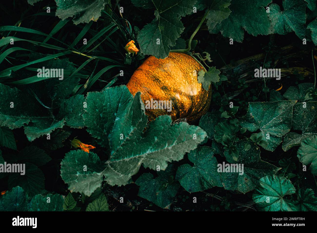 Pumpkin growing in the garden Stock Photo - Alamy