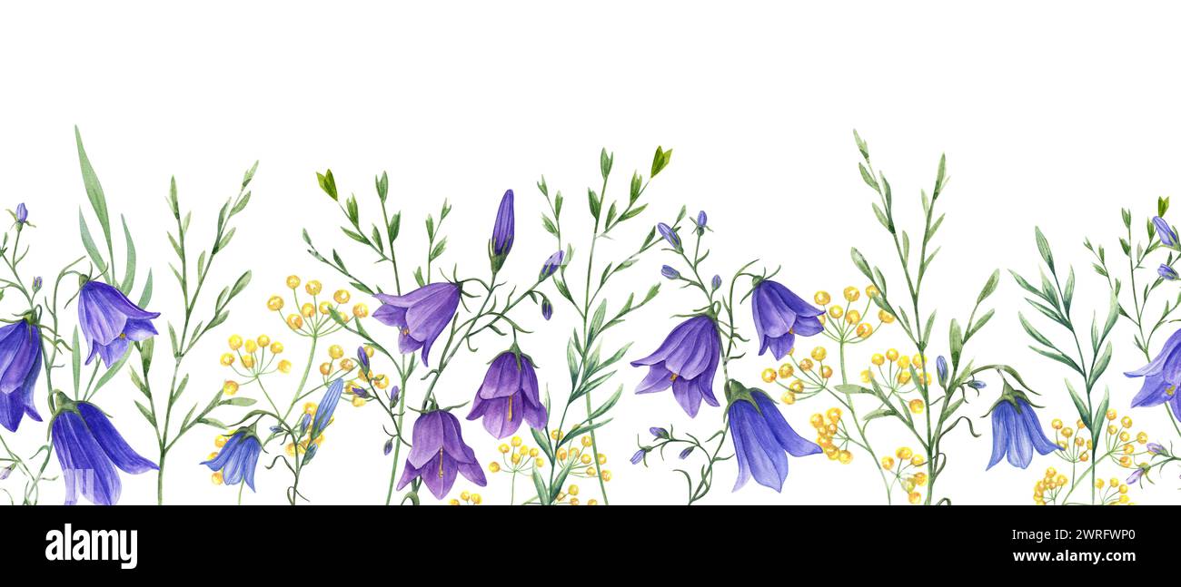 Floral seamless horizontal border with campanula, wild meadow plants. Blue, yellow flowers. Watercolor ornate with delicate hare bells. Stock Photo