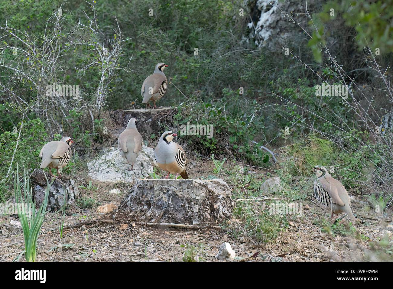 A group of rock partridges among bushes in the Judea mountains, Israel. Stock Photo