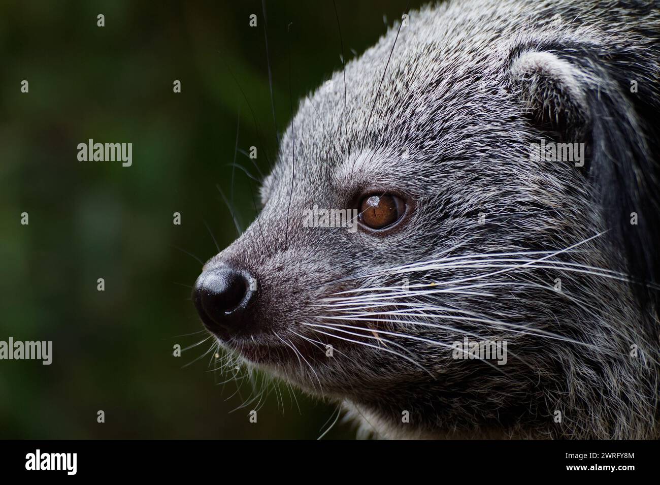 Profile Headshot Of A Captive Binturong Or Bearcat, Arctictis binturong, Showing Long Whiskers And Coarse Fur Stock Photo