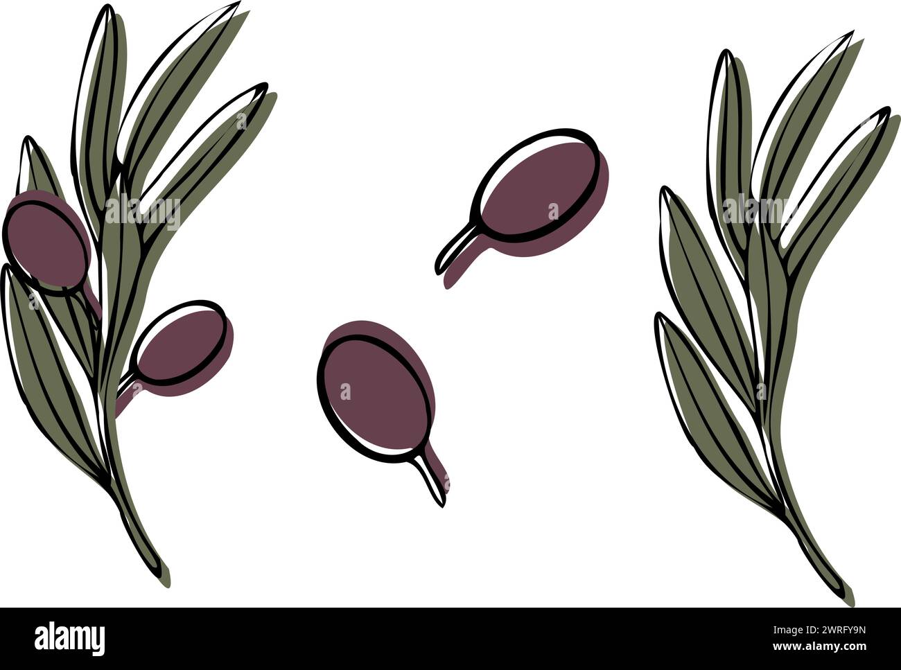 Vector olive tree branch with leaves and olives fruit. Hand painted ...