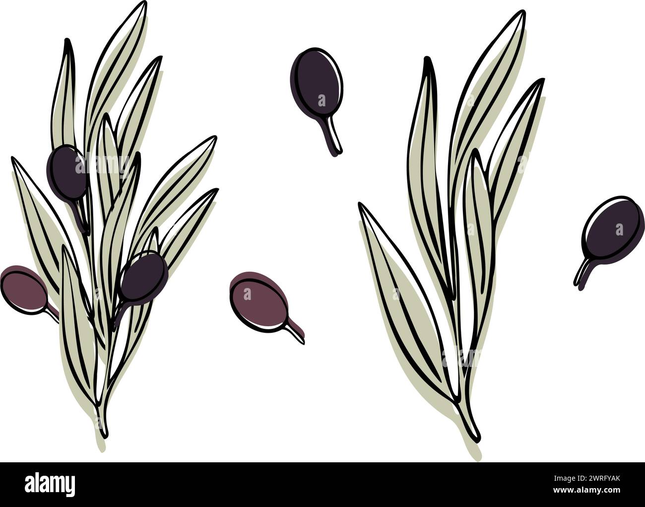 Vector olive tree branch with leaves and olives fruit. Hand painted ...
