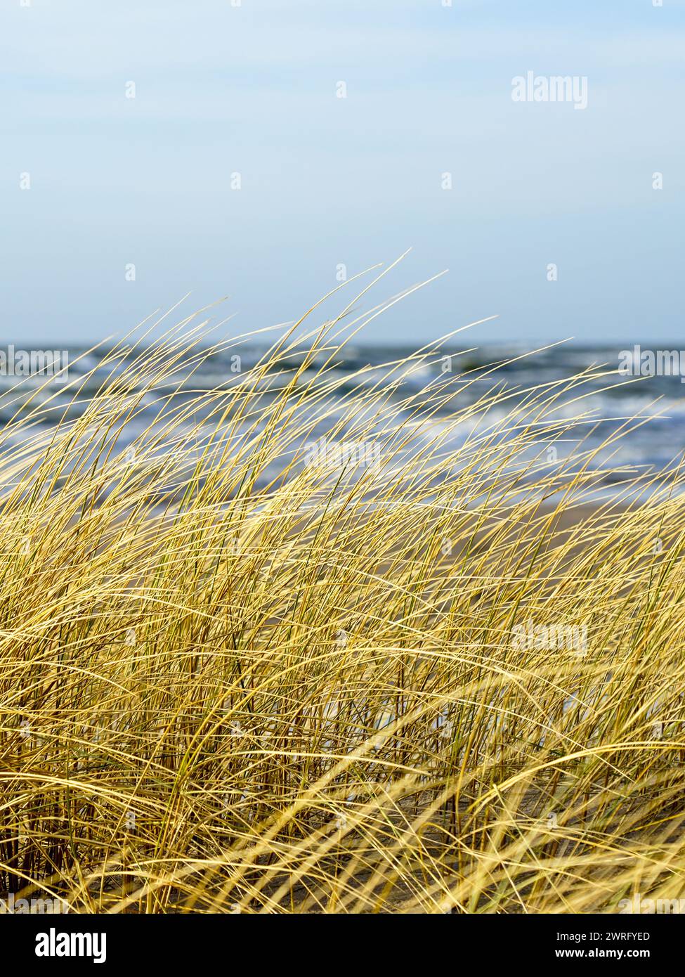 Yellow dry grass bent in the wind against the background of the Baltic Sea, coastal dunes grass Stock Photo