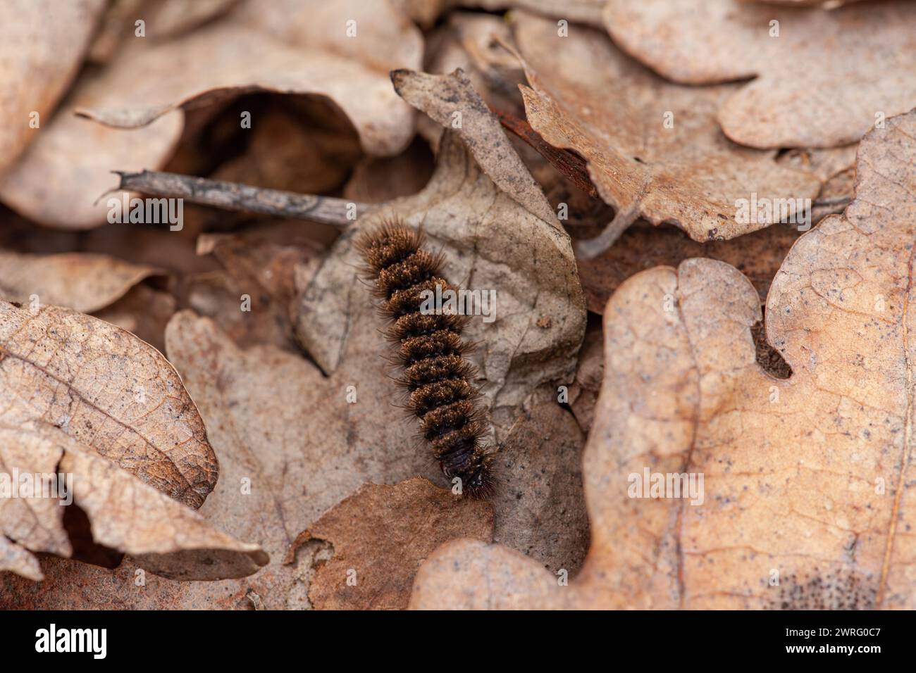 A caterpillar is crawling on a pile of leaves, blending in with the natural material. The closeup view shows the terrestrial animals intricate pattern Stock Photo