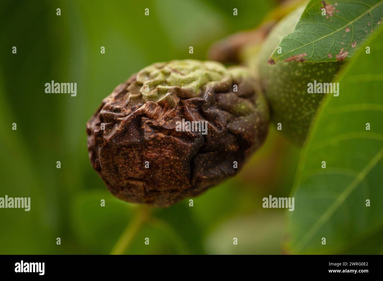 A rotten nut in a healthy and green tree, with wrinkled bark. High quality macro picture. Stock Photo
