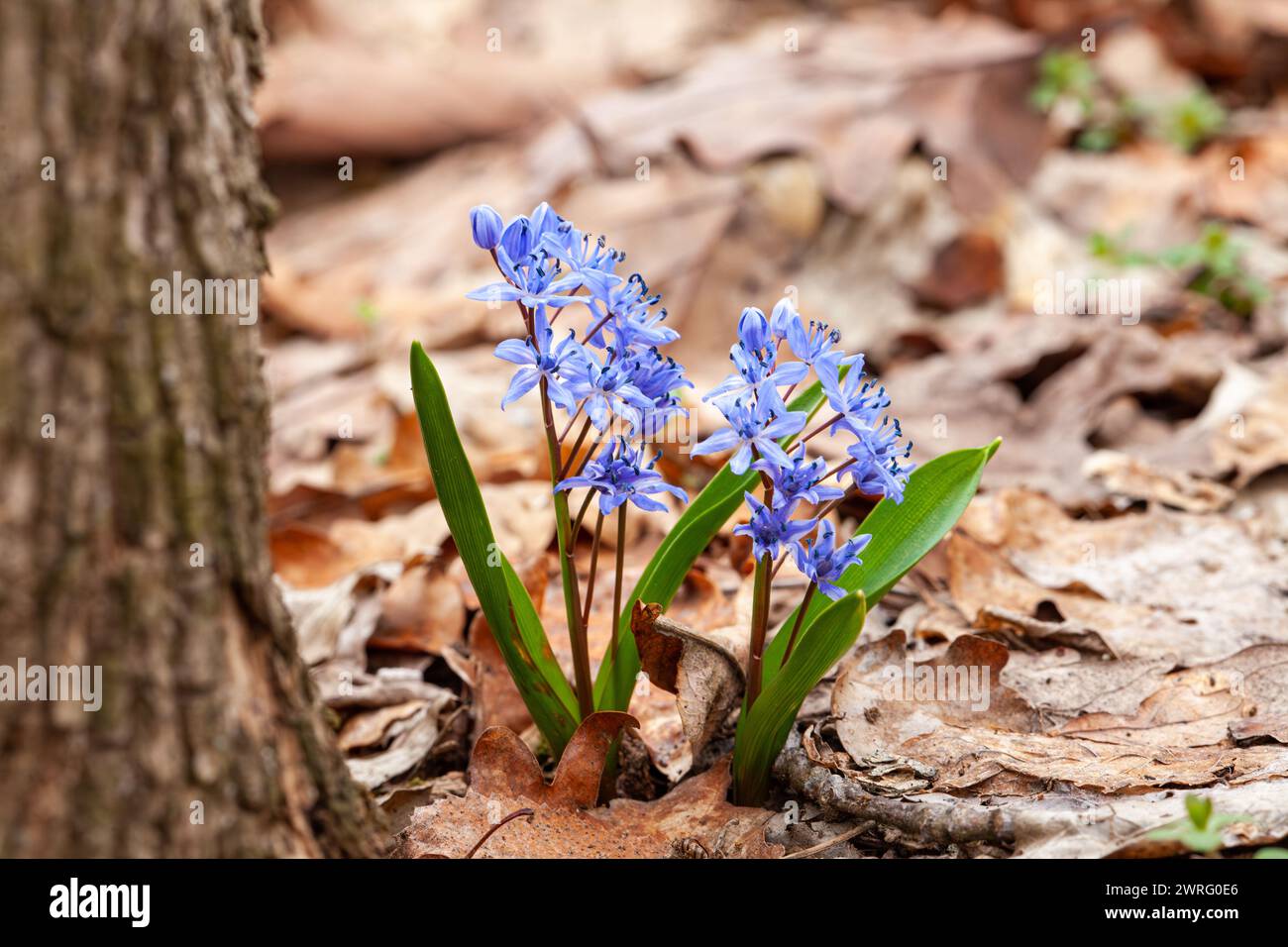 A small blue flower, a terrestrial plant, is blooming next to a tree trunk. This flowering plant, with petals, stands out among the grass and subshrub Stock Photo