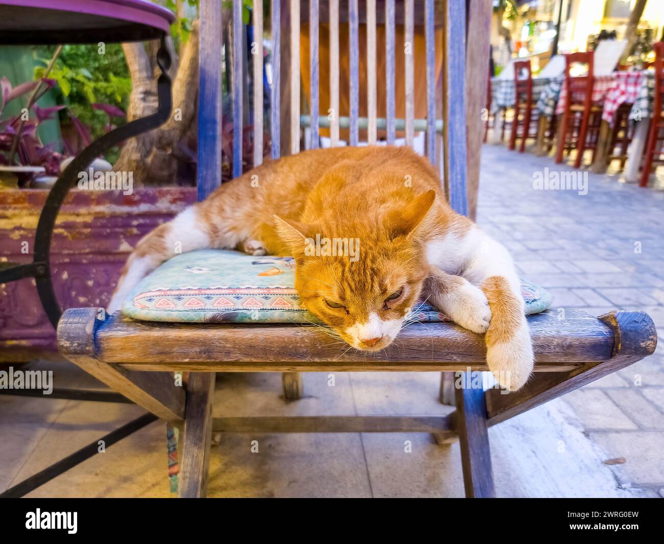 Ginger cat, orange and white kitty laying on chair pillow enjoys the sun. Old Town of Chania, Crete island, Greece. Blur tavern background. Stock Photo