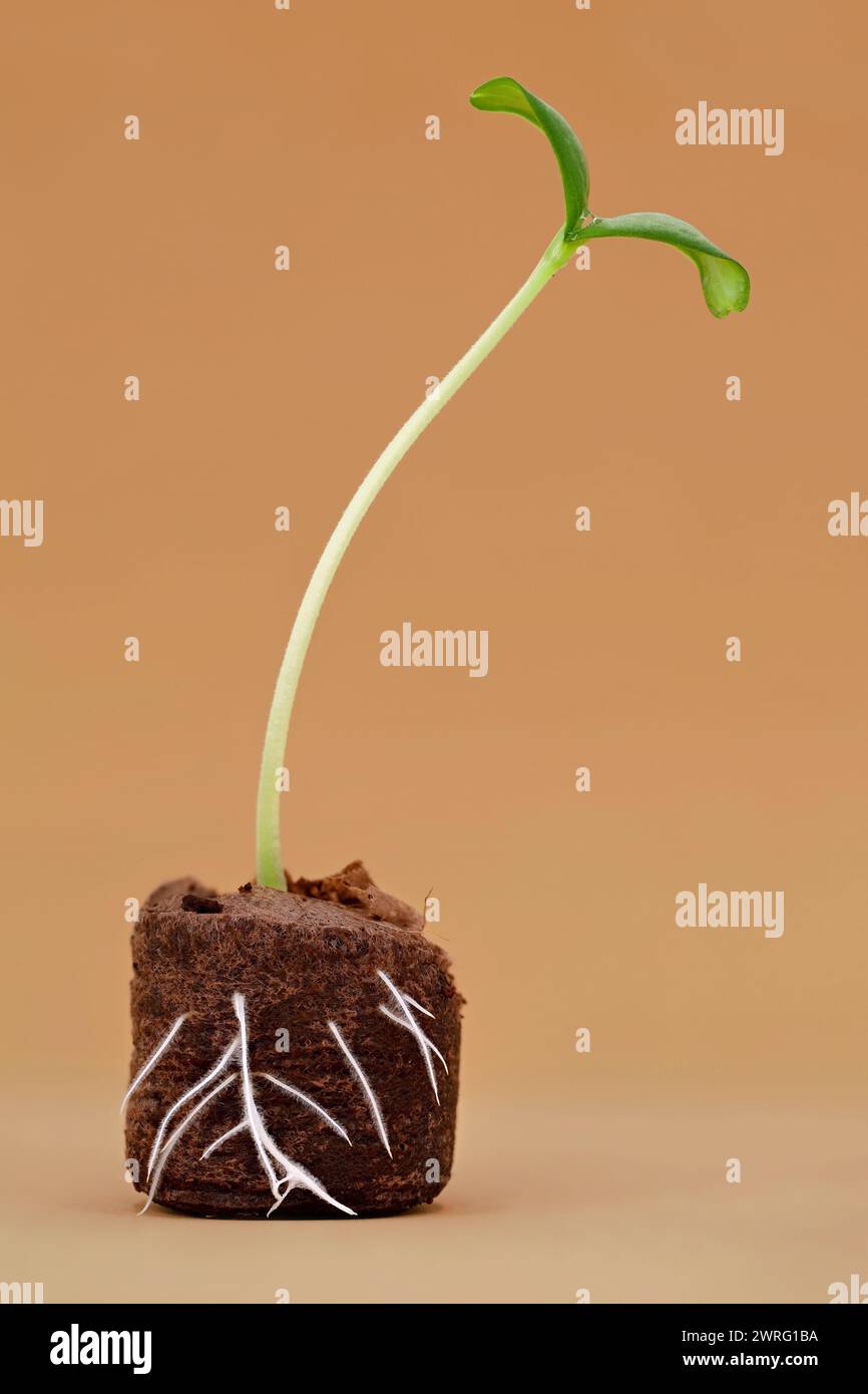 Melon seedling with visible roots in coir pellet pot, young sprout of a melon seed growing in coconut soil isolated on brown background Stock Photo
