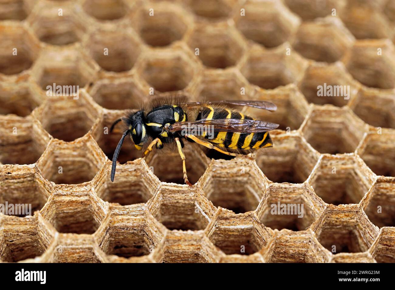 side view of a wasp, vespula vulgaris on hexagonal paper cells, close-up of a single wasp in wasp nest with copy space Stock Photo
