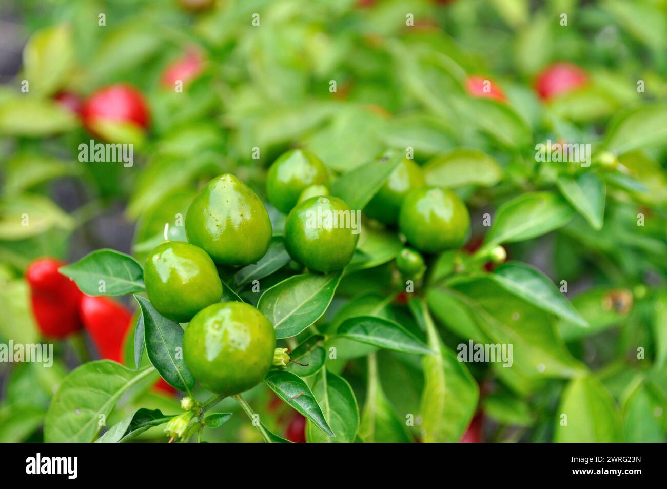 close-up of growing chili peppers in the vegetable garden Stock Photo