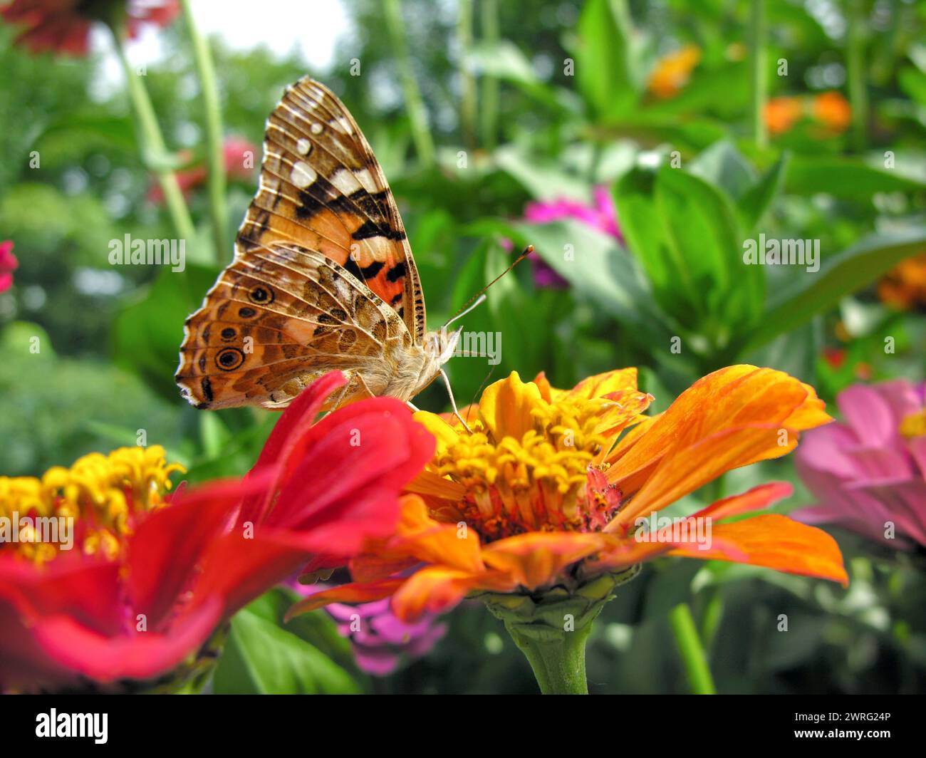 close-up of Monarch Butterfly feeds on the yellow Zinnia flower  at the meadow   in summer day Stock Photo
