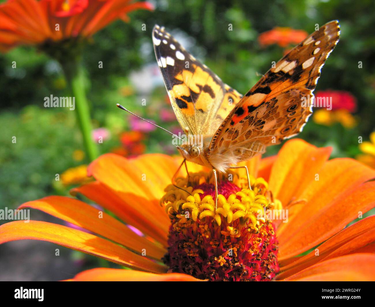 close-up of Monarch Butterfly feeds on the yellow Zinnia flower at the ...