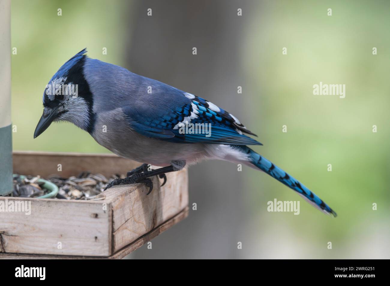 Blue jay perched at a bird feeder, Brownsburg-Chatham, Quebec, Canada Stock Photo