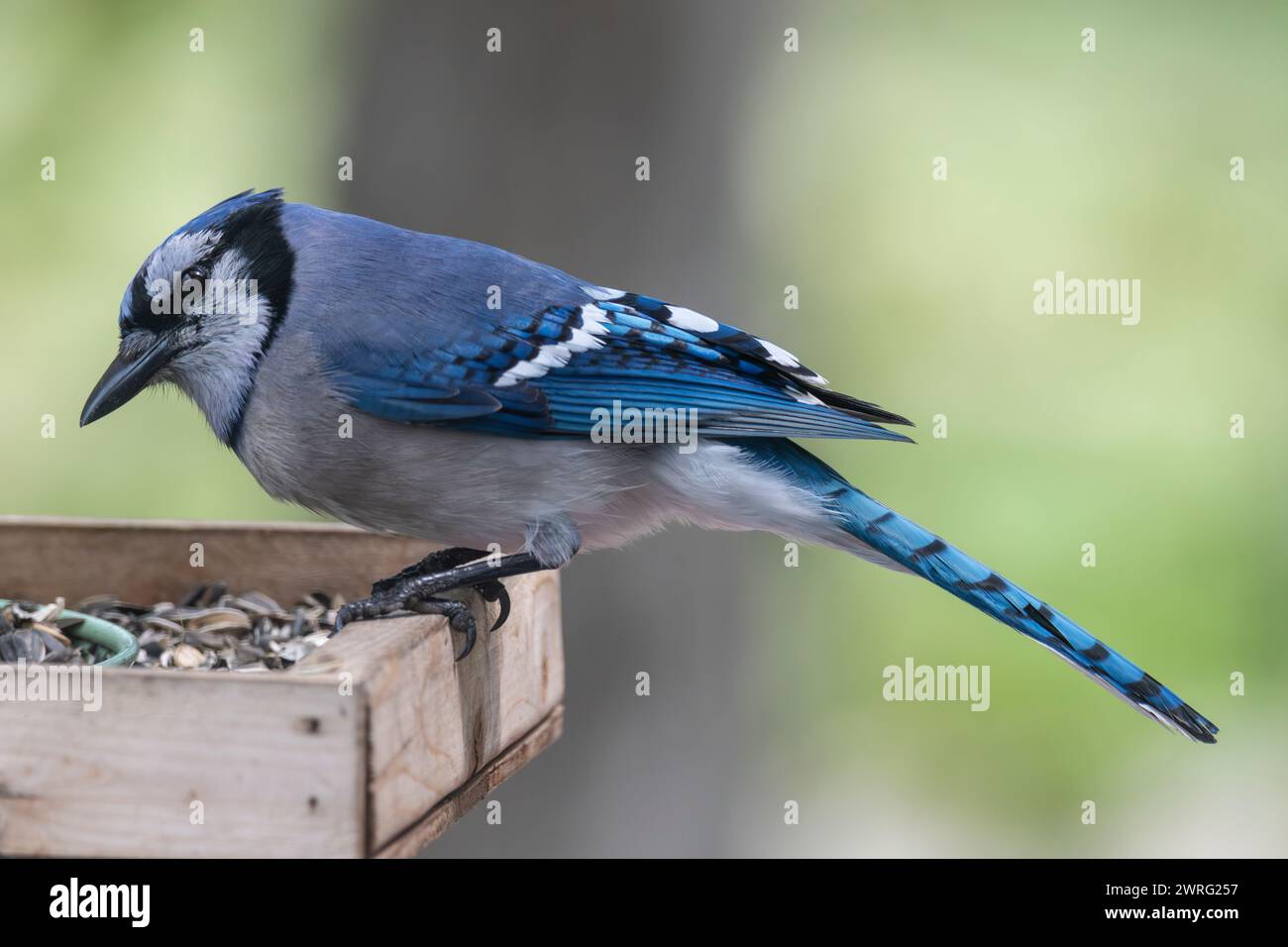 Blue jay perched at a bird feeder, Brownsburg-Chatham, Quebec, Canada Stock Photo