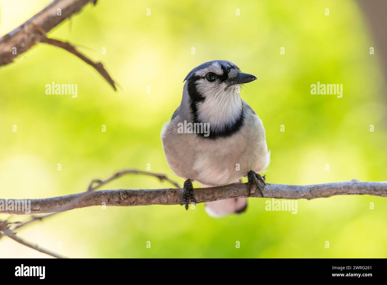 Blue jay perched on a tree branch, Brownsburg-Chatham, Quebec, Canada Stock Photo