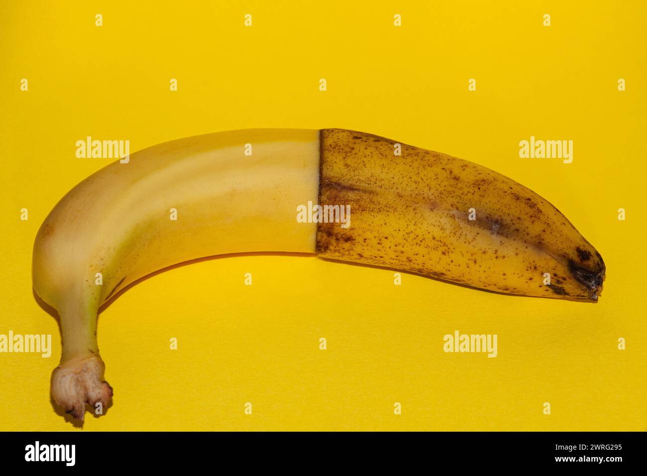 One bananas - green underripe, ripe, very ripe and over ripe - in diagonal. Banana ripeness. Concept of life cycle, ranging from young to old. White b Stock Photo