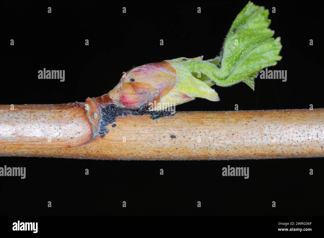 Red currant blister aphids. Cryptomyzus ribis, Aphis schneideri, Phorodon Myzus.  Eggs and young aphids hatch in the spring. Stock Photo