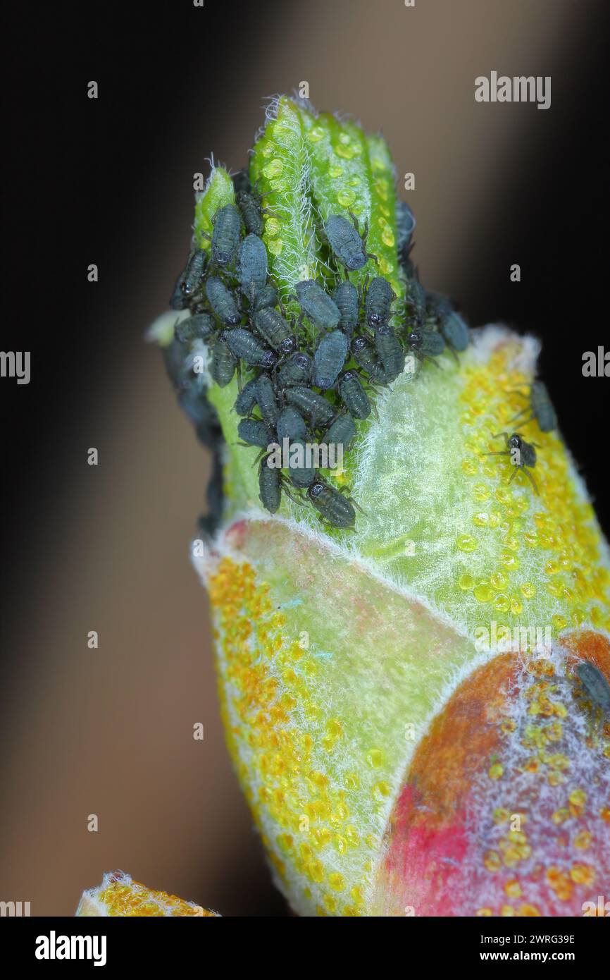 Red currant blister aphids. Cryptomyzus ribis, Aphis schneideri, Phorodon Myzus.  Eggs and young aphids hatch in the spring. Stock Photo