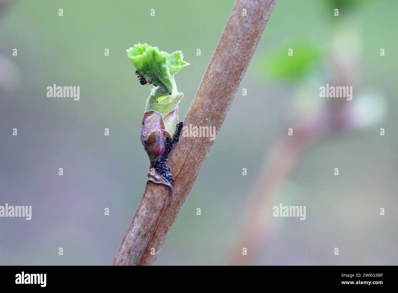 Red currant blister aphids. Cryptomyzus ribis, Aphis schneideri, Phorodon Myzus.  Eggs and young aphids hatch in the spring. Stock Photo