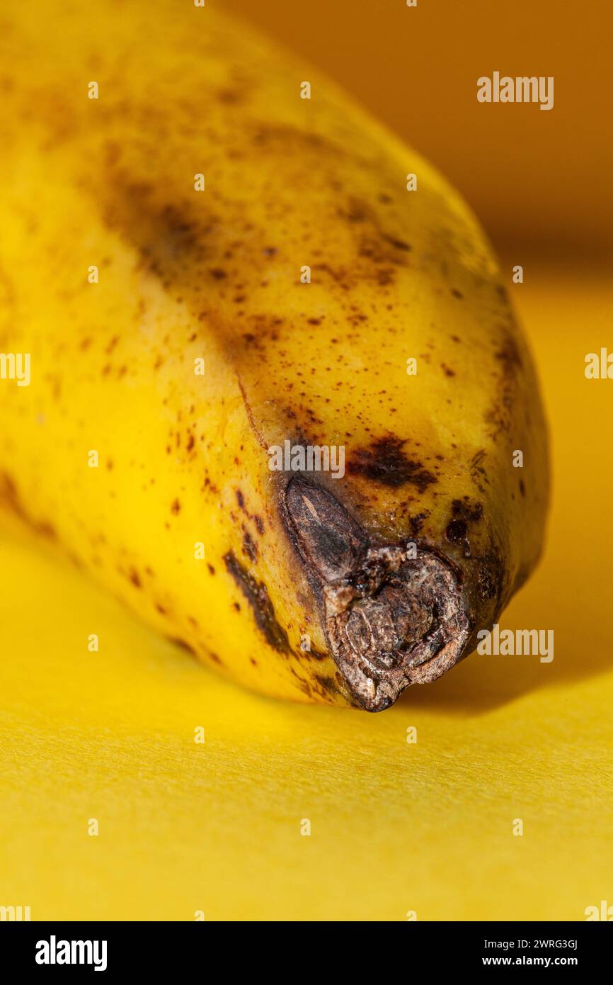 A yellow background has a macro-photographed banana that shows us the end of the tip of this fruit that is on the way to extinction and starts to spoi Stock Photo