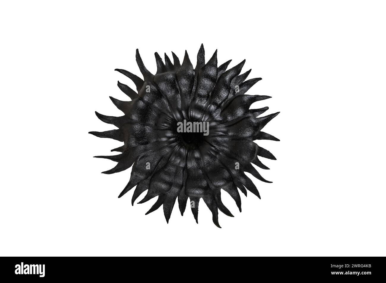 Black sun or sun flower isolated on white background, abstract textured backdrop Stock Photo