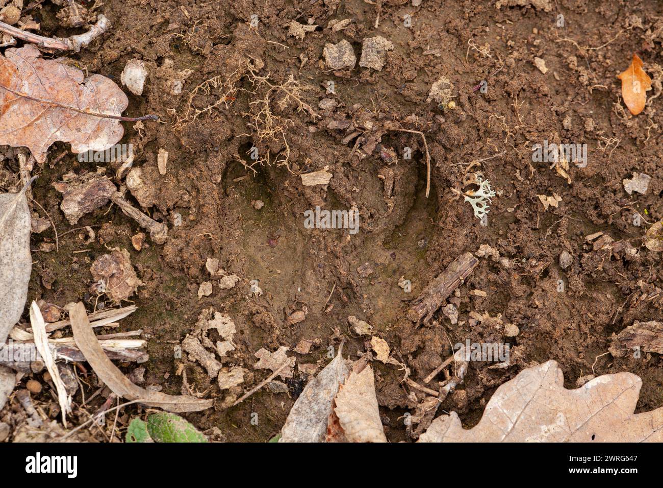 A detailed closeup of a brown footprint in the dirt, surrounded by leaves and grass. The pattern of the terrestrial plant is highlighted against the g Stock Photo