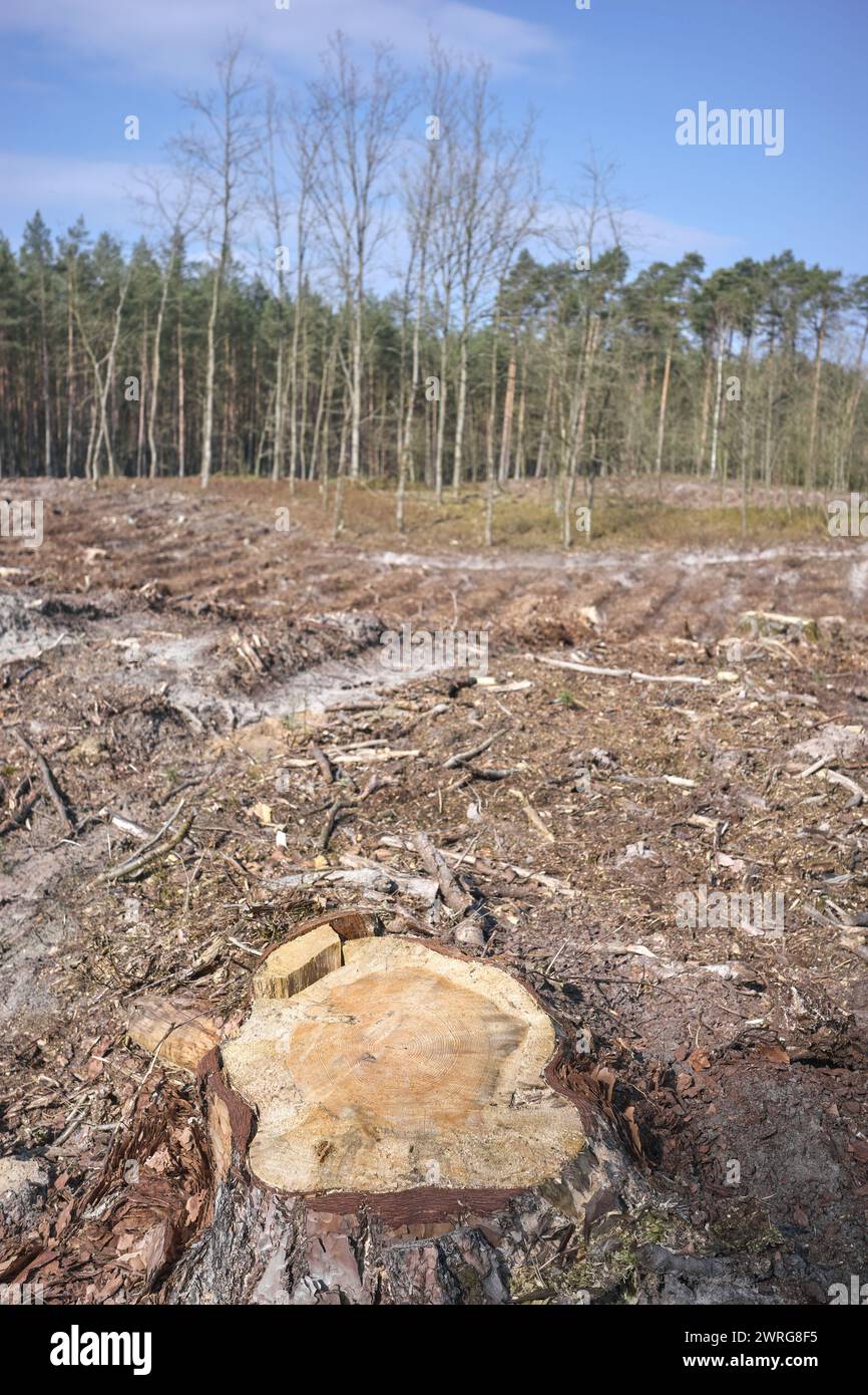 Photo of a tree stump, selective focus. An example of legal deforestation, the impact of exploitative state forest policy in Poland. Stock Photo