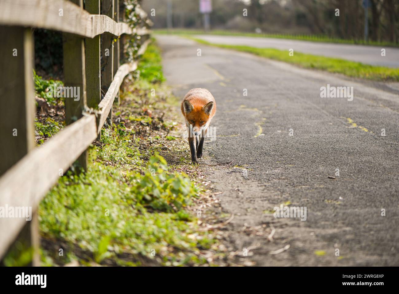 An urban Red fox casually enjoying the sun at midday by the roadside, curious enough to approach the camera unworried by the photographers presence. Stock Photo