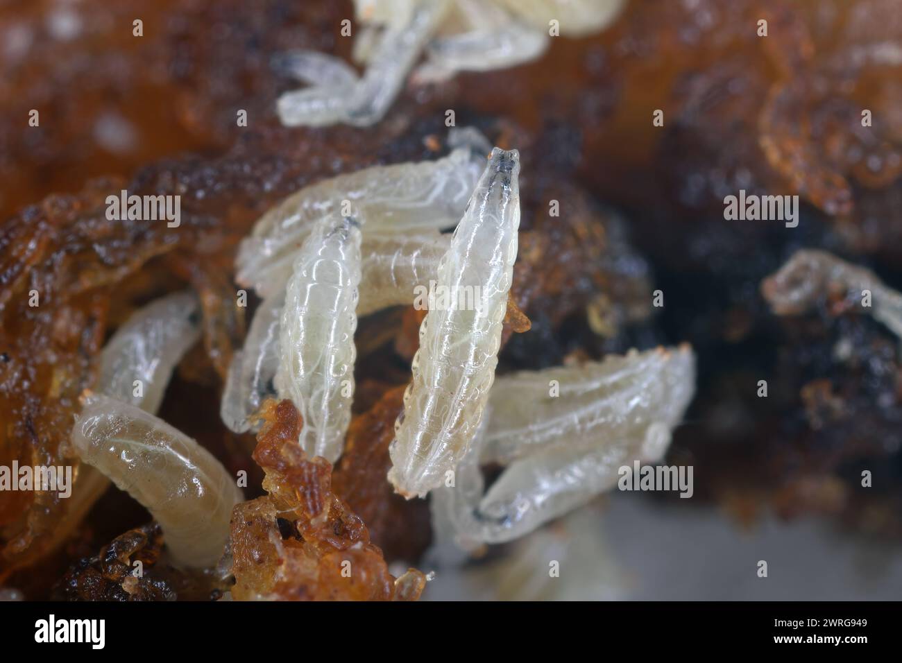 Fruit flies (Drosophila melanogaster) larvae on a rotten banana. Stock Photo