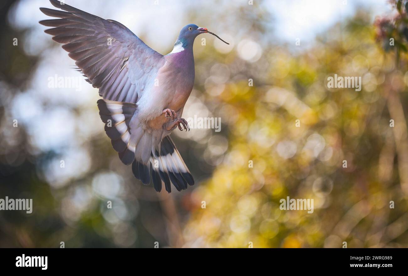 Wood pigeon nest hi-res stock photography and images - Alamy
