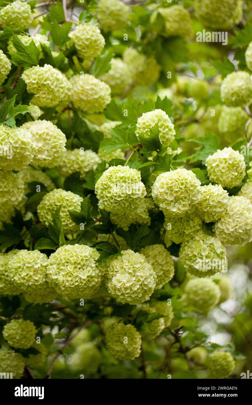 A viburnum in full bloom, adorning the spring garden with its blossoms Stock Photo