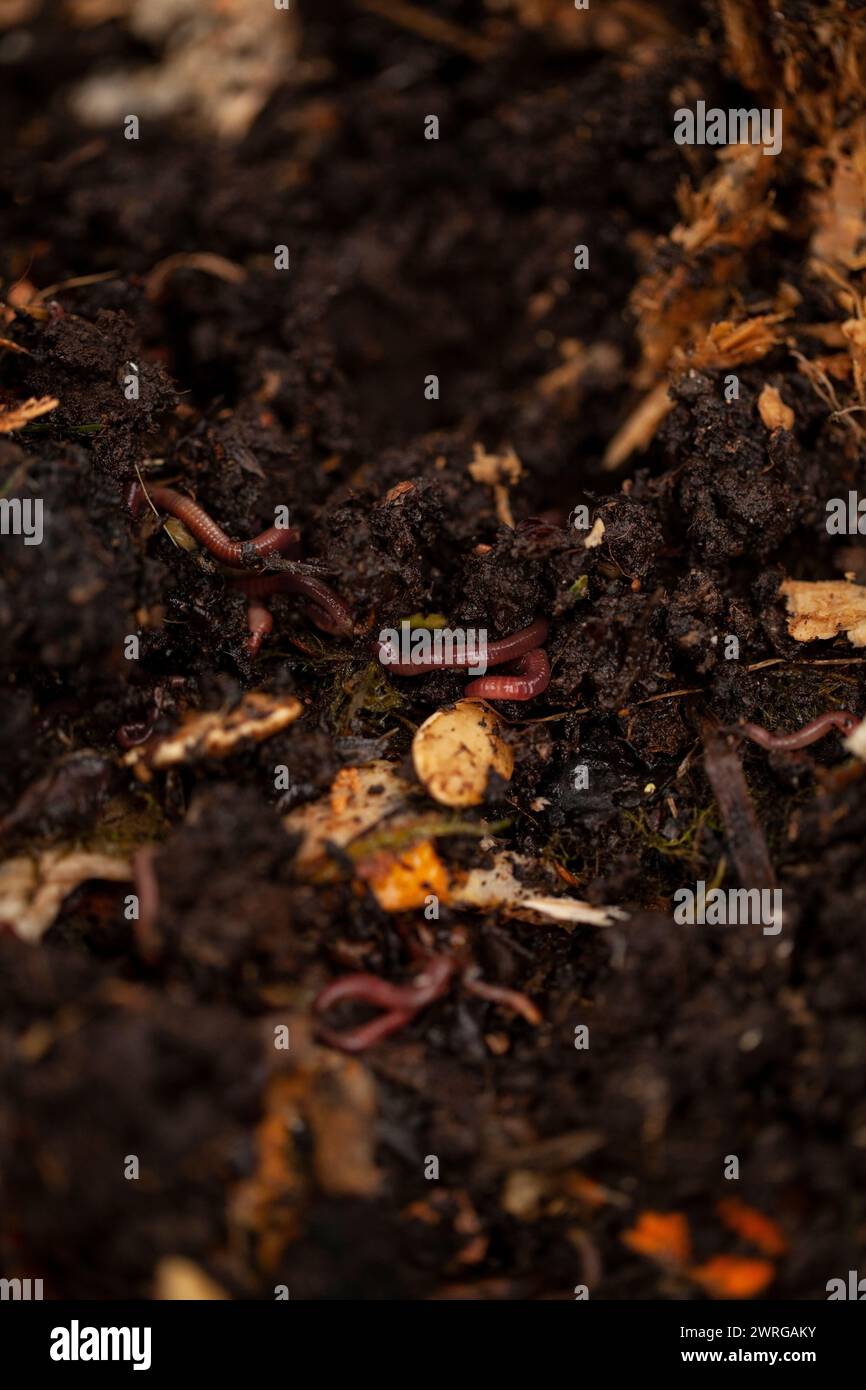 Worm farming hires stock photography and images Alamy