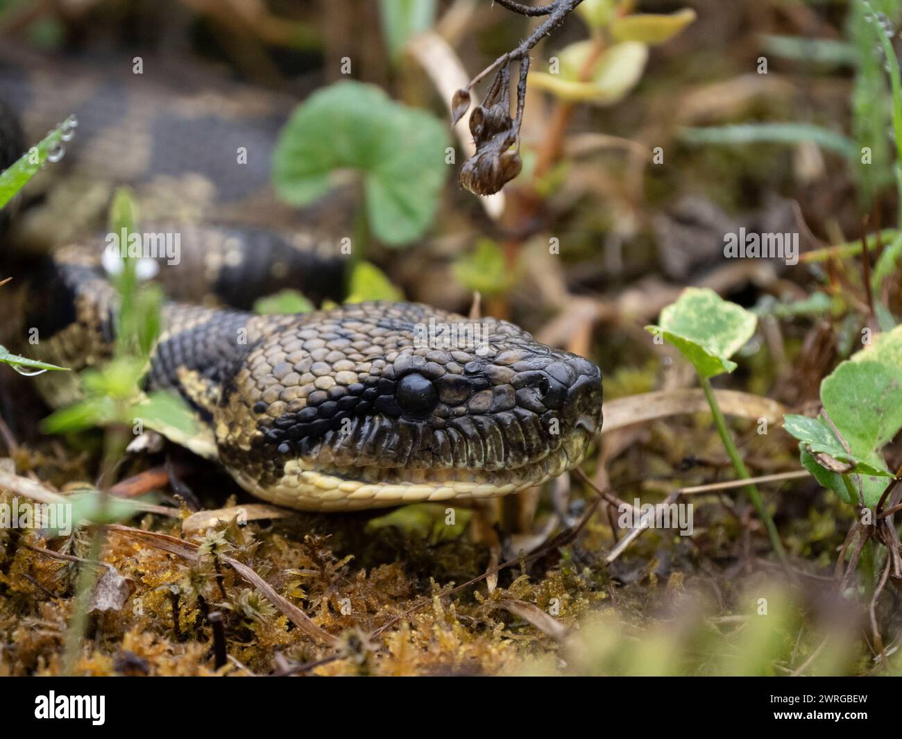 Boidae hi-res stock photography and images - Alamy