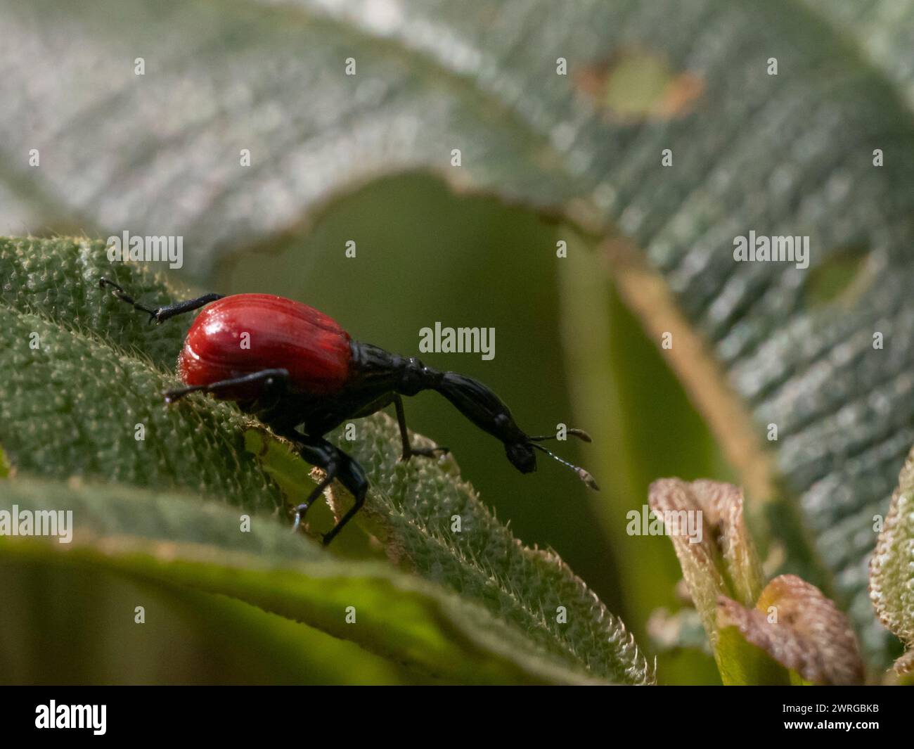 Giraffe-necked weevil, Trachelophorus giraffa, Androy, Lalangina, Haute