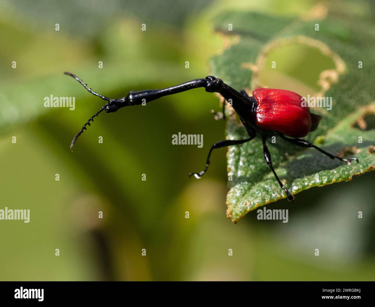 Giraffe-necked weevil, Trachelophorus giraffa, Androy, Lalangina, Haute