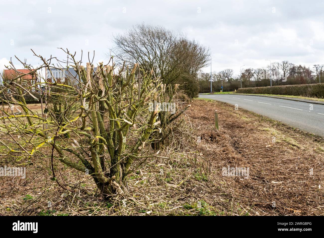 Hedgerow that has been over-trimmed with a flail. Stock Photo