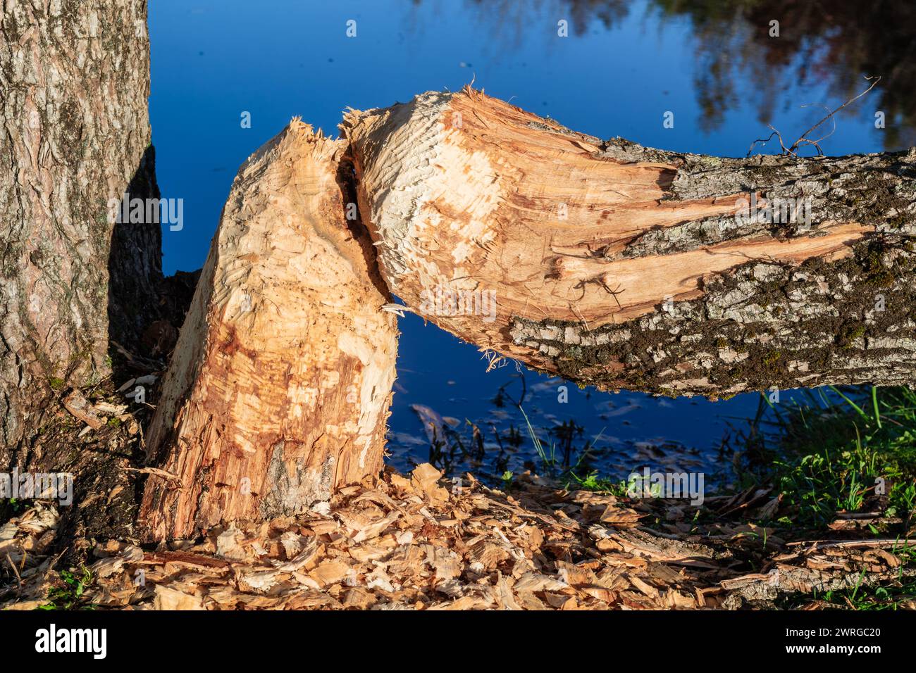 Tree and wood chips gnawed and felled by beaver Stock Photo - Alamy