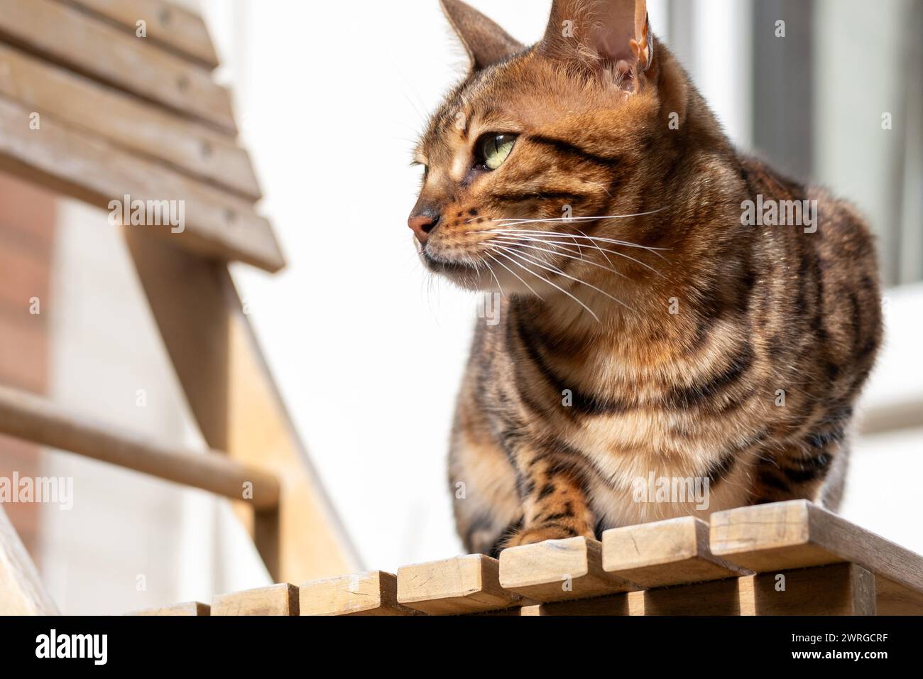 A sleek Bengal cat perches gracefully on a wooden railing, a beautiful pet symbolizing luxury animal products and insurance for their welfare and heal Stock Photo
