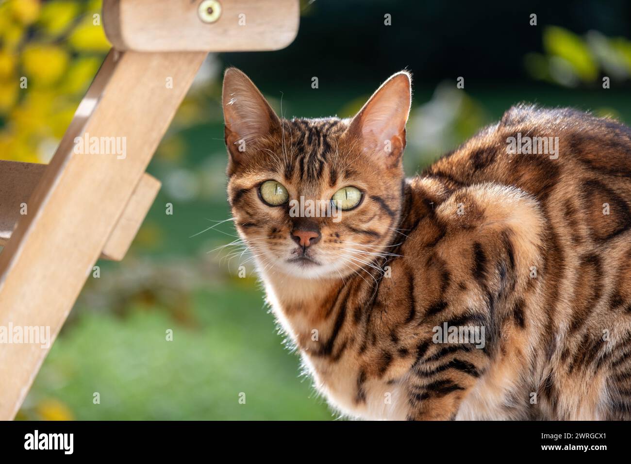 A striking Bengal cat with piercing green eyes and vibrant, rosetted fur gazes intently, suggesting sophistication for premium cat products that suppo Stock Photo