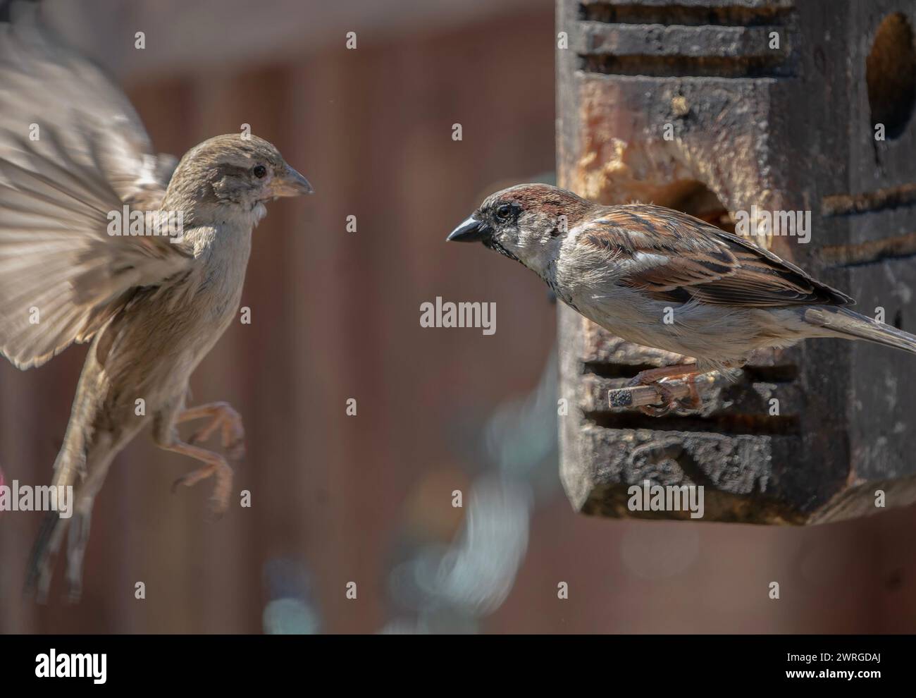 Two sparrows on bird feeder hi-res stock photography and images - Alamy