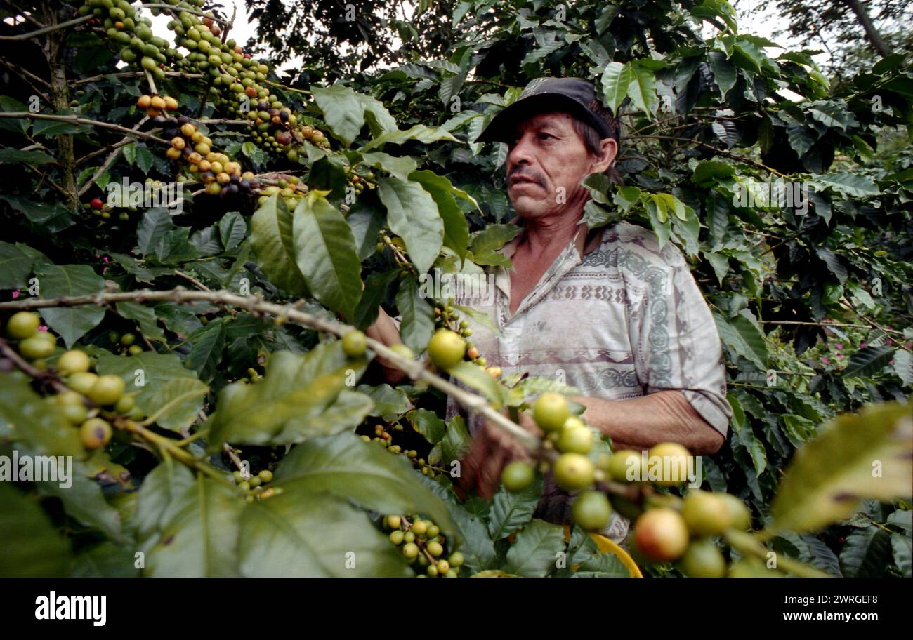 Colour shot Coffee Plantation, The Andes mountains, Medellin, Colombia