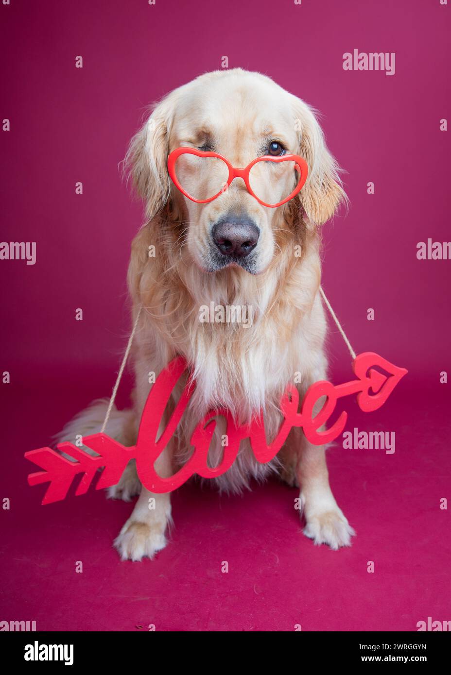 Portrait of a golden retriever dog wearing a love sign around its neck and a pair of heart shaped glasses Stock Photo