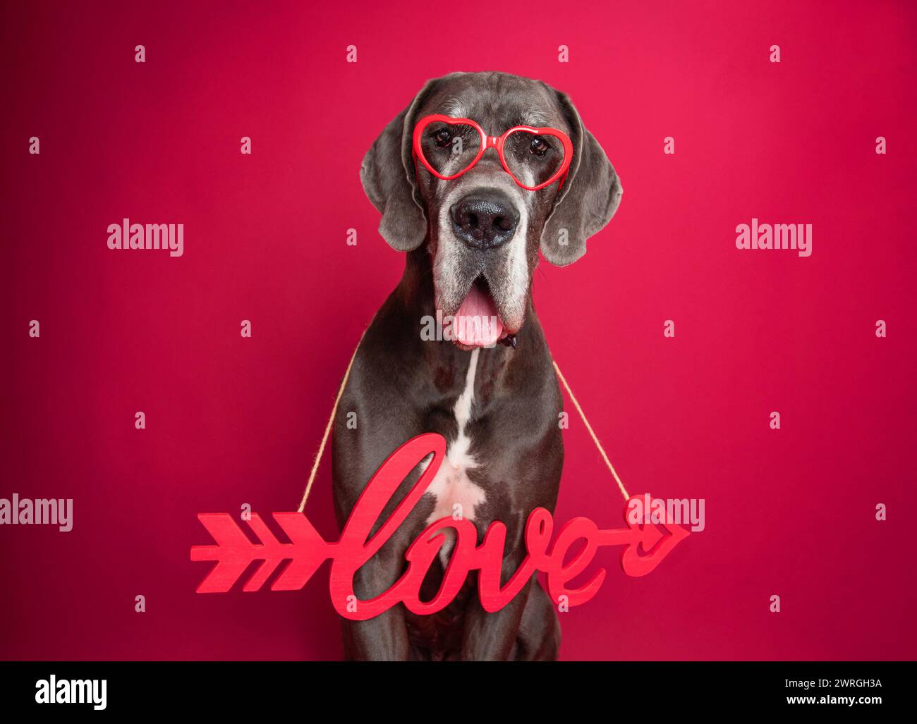 Portrait of a great dane wearing heart shaped glasses and a love sign around its neck Stock Photo