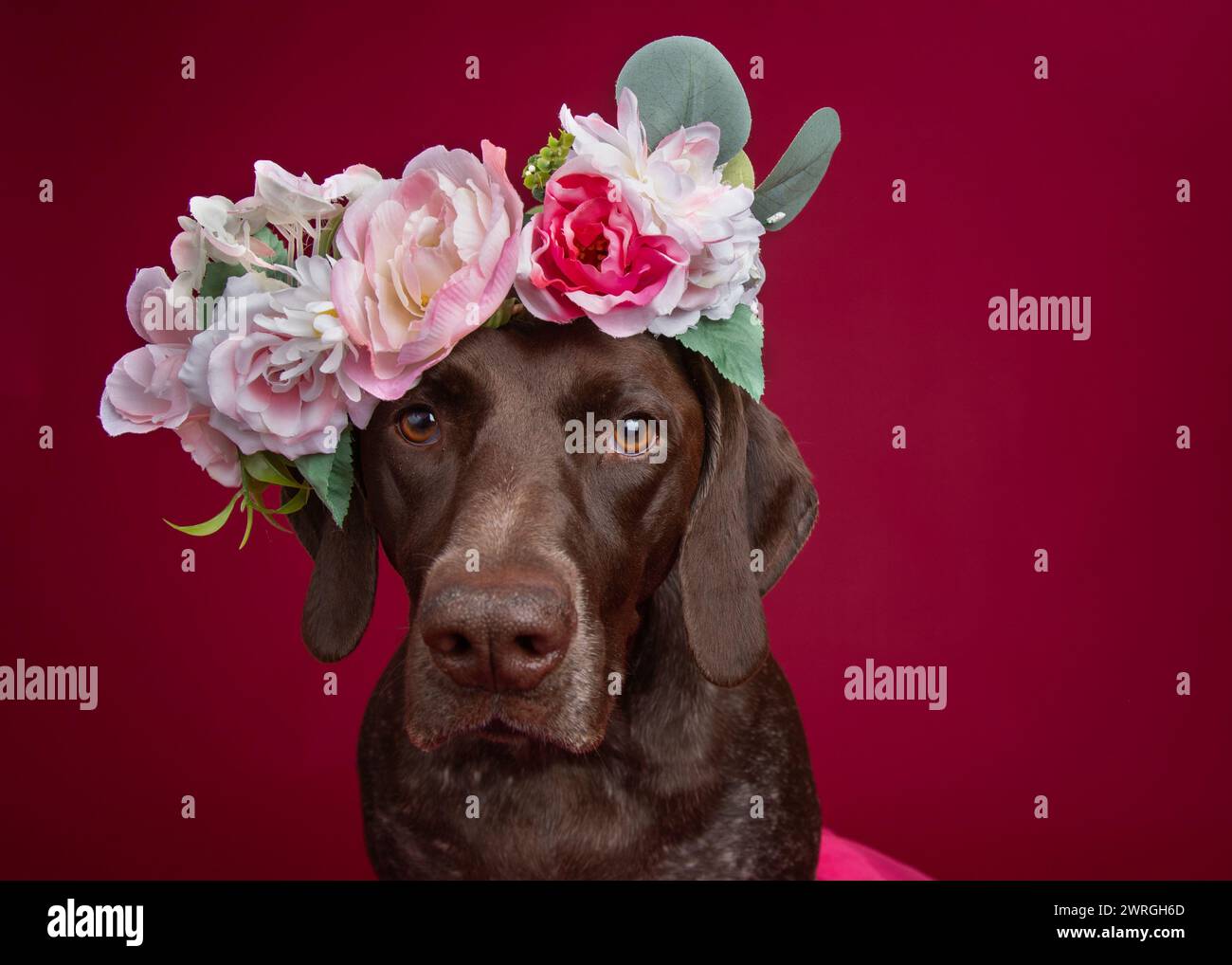 Portrait of a german shorthaired pointer wearing a floral headdress Stock Photo