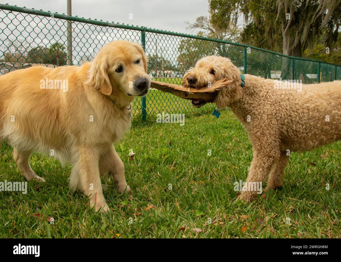 Closeup of a golden retriever and a labradoodle both biting a piece of