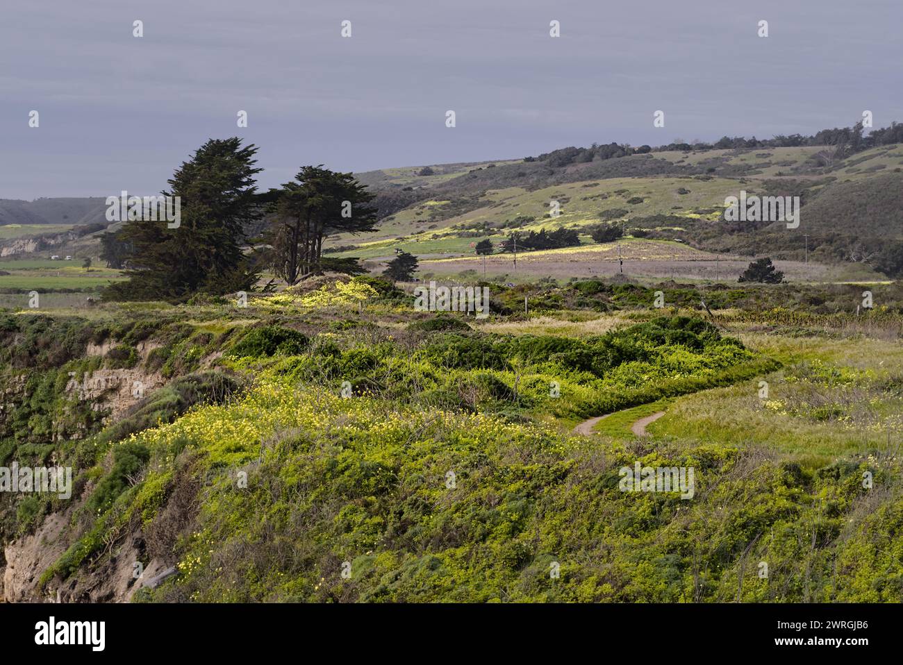 Wild mustard flowers blooming in Four Mile Beach, Santa Cruz, California. Stock Photo