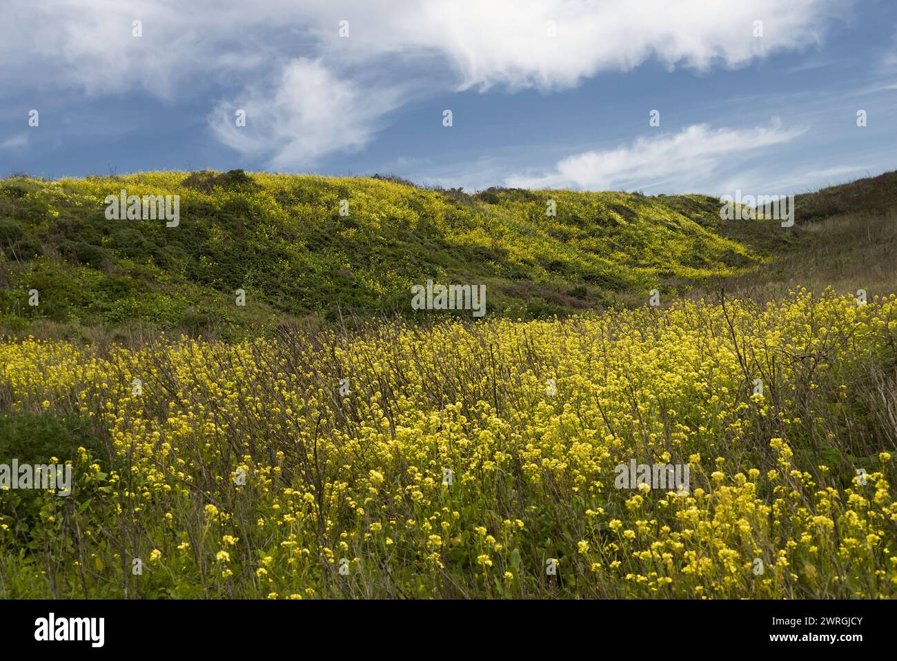 Wild mustard flowers blooming in Four Mile Beach, Santa Cruz, California. Stock Photo