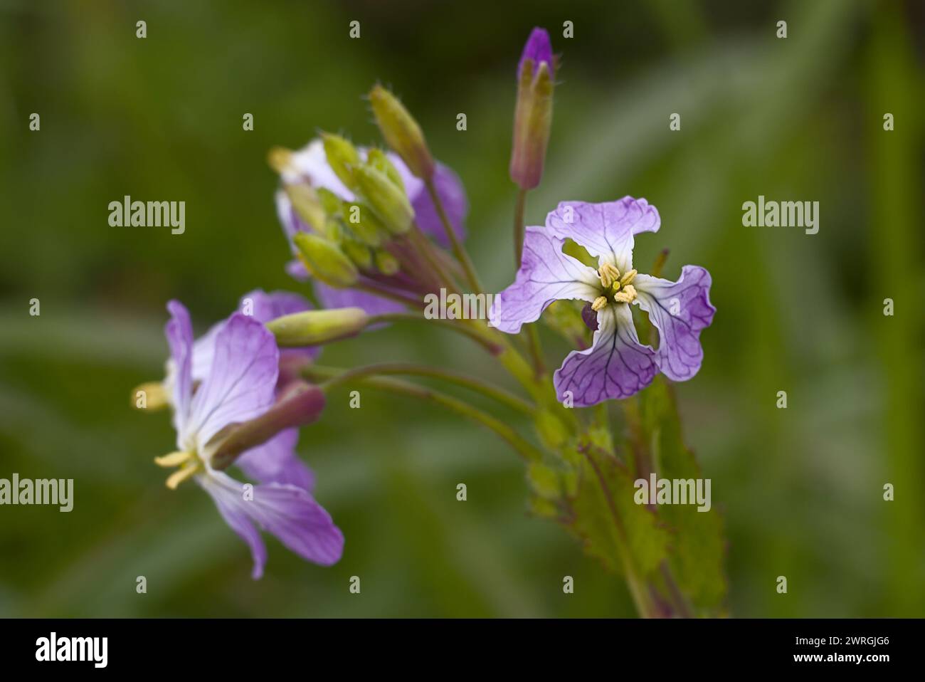 Close up of pick wild raphanus flower. Stock Photo