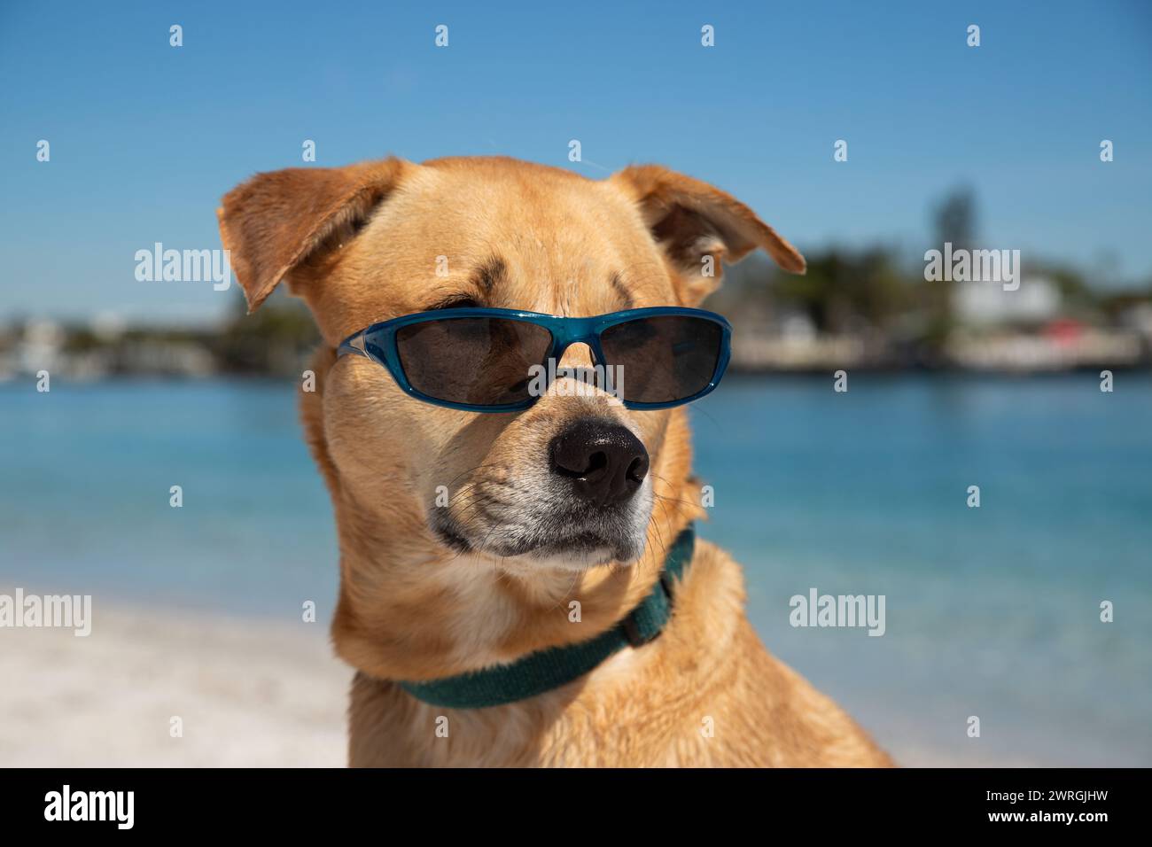 Labrador retriever wearing sunglasses sitting on beach, Florida, USA Stock Photo