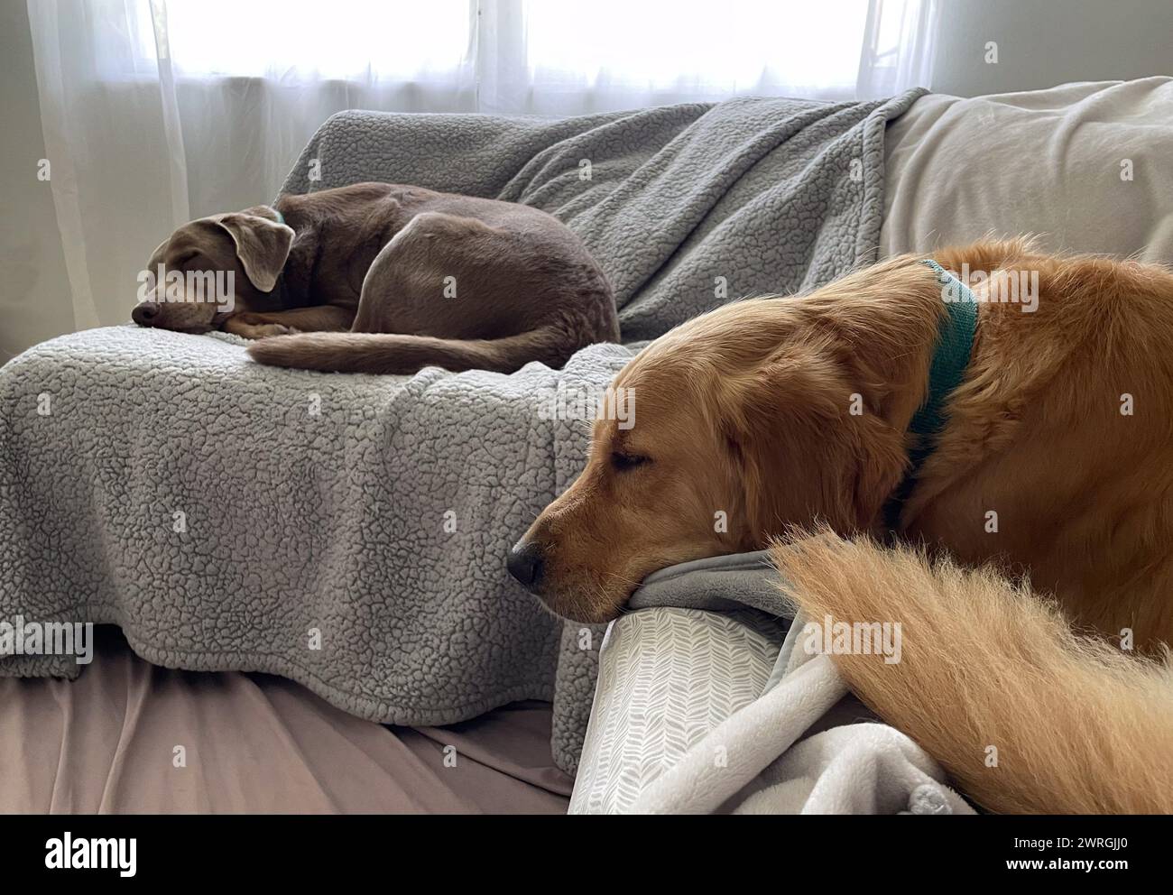Silver Labrador Retriever and a Golden Retriever sleeping on a sofa in a living room Stock Photo